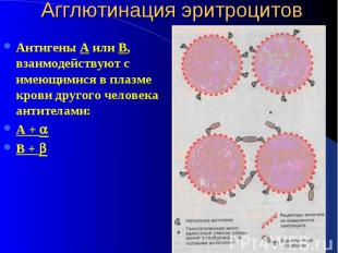 Агглютинация эритроцитов Антигены А или В, взаимодействуют с имеющимися в плазме
