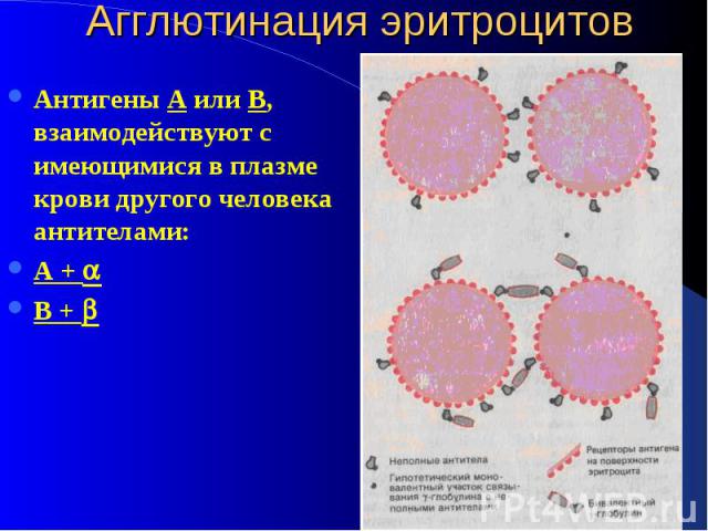 Агглютинация эритроцитов Антигены А или В, взаимодействуют с имеющимися в плазме крови другого человека антителами: А + В +
