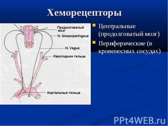 Центральные (продолговатый мозг) Центральные (продолговатый мозг) Периферические (в кровеносных сосудах)