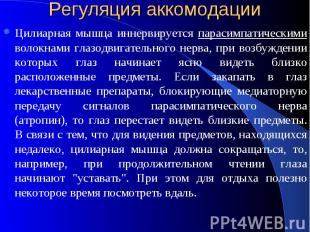 Регуляция аккомодации Цилиарная мышца иннервируется парасимпатическими волокнами