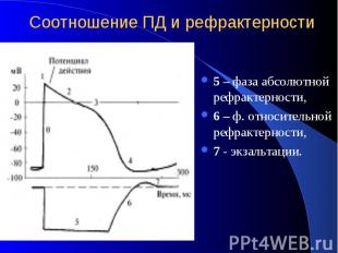 Соотношение ПД и рефрактерности 5 – фаза абсолютной рефрактерности, 6 – ф. относ