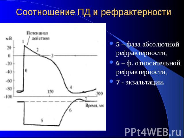 Соотношение ПД и рефрактерности 5 – фаза абсолютной рефрактерности, 6 – ф. относительной рефрактерности, 7 - экзальтации.
