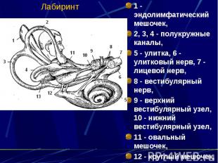 Лабиринт 1 - эндолимфатический мешочек, 2, 3, 4 - полукружные каналы, 5 - улитка