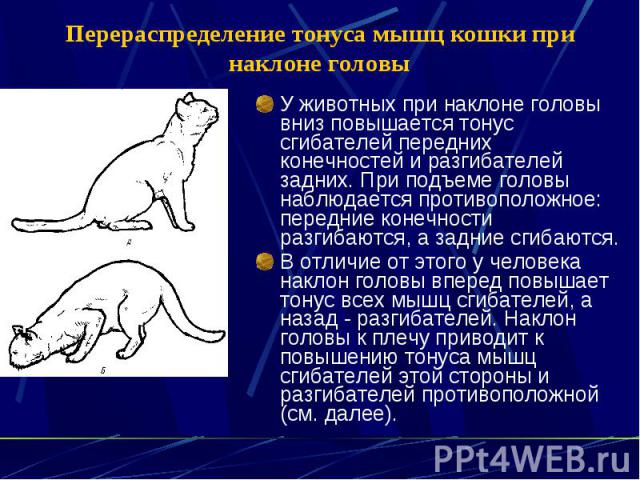 Перераспределение тонуса мышц кошки при наклоне головы У животных при наклоне головы вниз повышается тонус сгибателей передних конечностей и разгибателей задних. При подъеме головы наблюдается противоположное: передние конечности разгибаются, а задн…