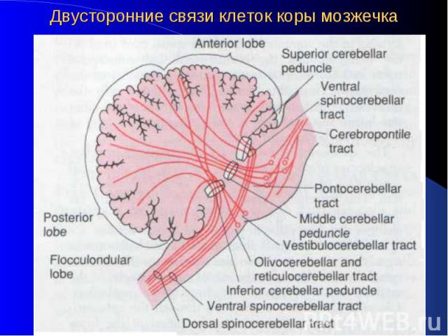 Двусторонние связи клеток коры мозжечка