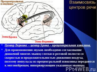 Взаимосвязь центров речи Центр Вернике – центр Брока – прецентральная извилина.