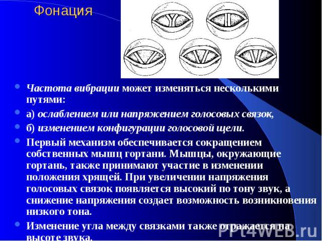 Фонация Частота вибрации может изменяться несколькими путями: а) ослаблением или напряжением голосовых связок, б) изменением конфигурации голосовой щели. Первый механизм обеспечивается сокращением собственных мышц гортани. Мышцы, окружающие гортань,…