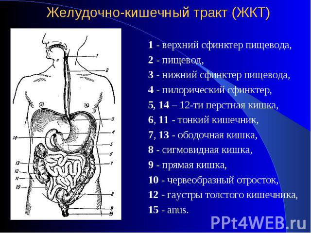 1 - верхний сфинктер пищевода, 1 - верхний сфинктер пищевода, 2 - пищевод, 3 - нижний сфинктер пищевода, 4 - пилорический сфинктер, 5, 14 – 12-ти перстная кишка, 6, 11 - тонкий кишечник, 7, 13 - ободочная кишка, 8 - сигмовидная кишка, 9 - прямая киш…