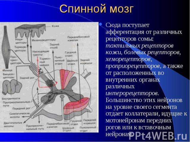 Спинной мозг Сюда поступает афферентация от различных рецепторов сомы: тактильных рецепторов кожи, болевых рецепторов, хеморецепторов, проприорецепторов, а также от расположенных во внутренних органах различных интерорецепторов. Большинство этих ней…