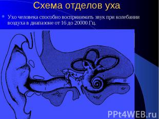 Схема отделов уха Ухо человека способно воспринимать звук при колебании воздуха