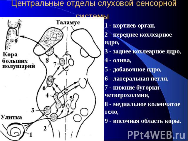 Центральные отделы слуховой сенсорной системы 1 - кортиев орган, 2 - переднее кохлеарное ядро, 3 - заднее кохлеарное ядро, 4 - олива, 5 - добавочное ядро, 6 - латеральная петля, 7 - нижние бугорки четверохолмия, 8 - медиальное коленчатое тело, 9 - в…