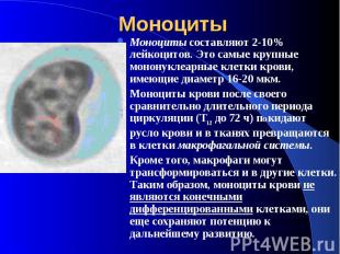 Моноциты Моноциты составляют 2-10% лейкоцитов. Это самые крупные мононуклеарные