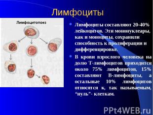 Лимфоциты Лимфоциты составляют 20-40% лейкоцитов. Эти мононуклеары, как и моноци