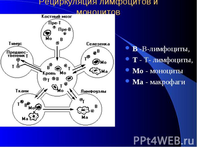 Рециркуляция лимфоцитов и моноцитов В -В-лимфоциты, Т - Т- лимфоциты, Мо - моноциты Ма - макрофаги
