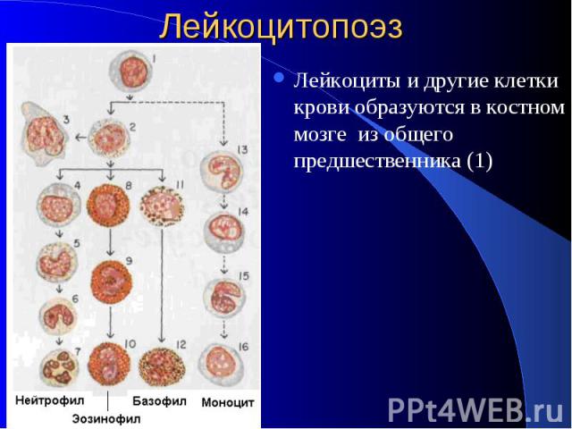 Лейкоцитопоэз Лейкоциты и другие клетки крови образуются в костном мозге из общего предшественника (1)