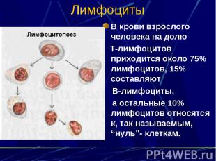 Лимфоциты В крови взрослого человека на долю Т-лимфоцитов приходится около 75% л