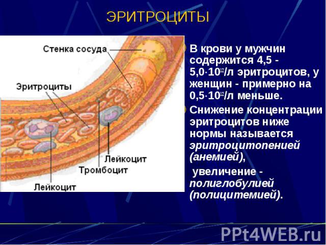 ЭРИТРОЦИТЫ В крови у мужчин содержится 4,5 - 5,0 1012/л эритроцитов, у женщин - примерно на 0,5 1012/л меньше. Снижение концентрации эритроцитов ниже нормы называется эритроцитопенией (анемией), увеличение - полиглобулией (полицитемией).