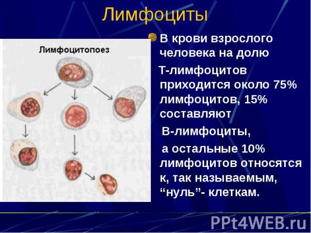 Лимфоциты В крови взрослого человека на долю Т-лимфоцитов приходится около 75% лимфоцитов, 15% составляют В-лимфоциты, а остальные 10% лимфоцитов относятся к, так называемым, “нуль”- клеткам.
