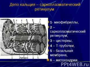 Депо кальция – саркоплазматический ретикулум 1- миофибриллы, 2 – саркоплазматиче