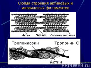 Схема строения актиновых и миозиновых филаментов