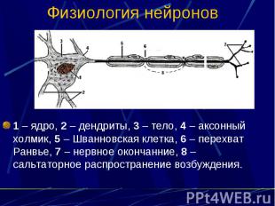 Физиология нейронов 1 – ядро, 2 – дендриты, 3 – тело, 4 – аксонный холмик, 5 – Ш
