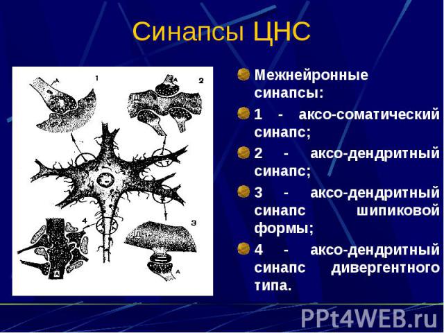 Синапсы ЦНС Межнейронные синапсы: 1 - аксо-соматический синапс; 2 - аксо-дендритный синапс; 3 - аксо-дендритный синапс шипиковой формы; 4 - аксо-дендритный синапс дивергентного типа.