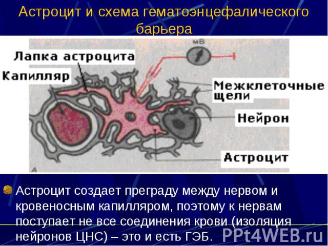 Астроцит и схема гематоэнцефалического барьера Астроцит создает преграду между нервом и кровеносным капилляром, поэтому к нервам поступает не все соединения крови (изоляция нейронов ЦНС) – это и есть ГЭБ.