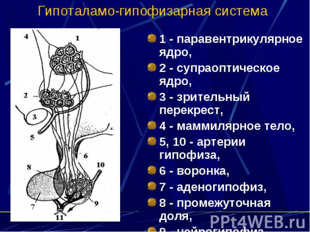 Гипоталамо-гипофизарная система 1 - паравентрикулярное ядро, 2 - супраоптическое ядро, 3 - зрительный перекрест, 4 - маммилярное тело, 5, 10 - артерии гипофиза, 6 - воронка, 7 - аденогипофиз, 8 - промежуточная доля, 9 - нейрогипофиз, 11 - вена.