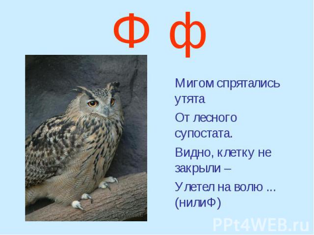 Ф ф Мигом спрятались утята От лесного супостата. Видно, клетку не закрыли – Улетел на волю ... (нилиФ)