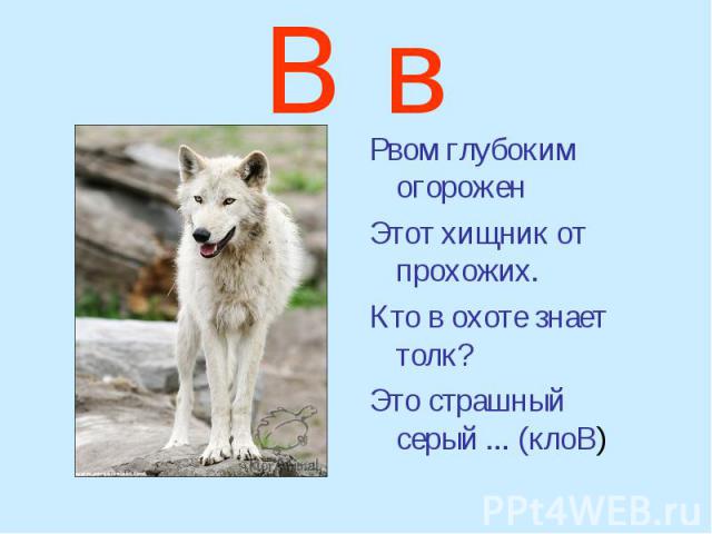 В в Рвом глубоким огорожен Этот хищник от прохожих. Кто в охоте знает толк? Это страшный серый ... (клоВ)