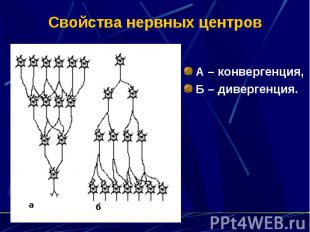 Свойства нервных центров А – конвергенция, Б – дивергенция.