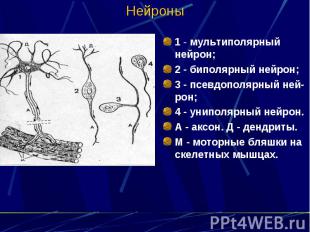Нейроны 1 - мультиполярный нейрон; 2 - биполярный нейрон; 3 - псевдополярный ней