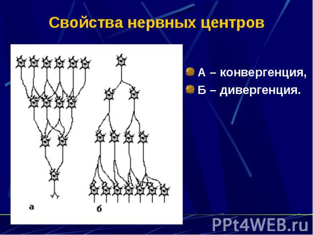 Свойства нервных центров А – конвергенция, Б – дивергенция.