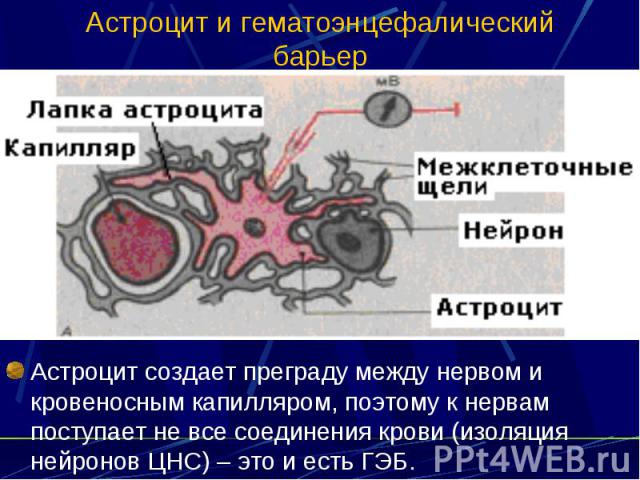 Астроцит и гематоэнцефалический барьер Астроцит создает преграду между нервом и кровеносным капилляром, поэтому к нервам поступает не все соединения крови (изоляция нейронов ЦНС) – это и есть ГЭБ.