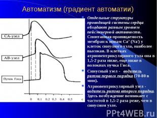 Автоматизм (градиент автоматии) Отдельные структуры проводящей системы сердца об
