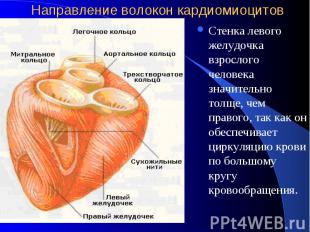 Направление волокон кардиомиоцитов Стенка левого желудочка взрослого человека зн