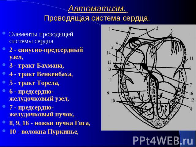 Автоматизм. Проводящая система сердца. Элементы проводящей системы сердца 2 - синусно-предсердный узел, 3 - тракт Бахмана, 4 - тракт Венкенбаха, 5 - тракт Торела, 6 - предсердно-желудочковый узел, 7 - предсердно-желудочковый пучок, 8, 9, 16 - ножки …