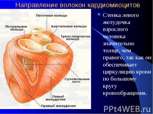 Направление волокон кардиомиоцитов Стенка левого желудочка взрослого человека значительно толще, чем правого, так как он обеспечивает циркуляцию крови по большому кругу кровообращения.