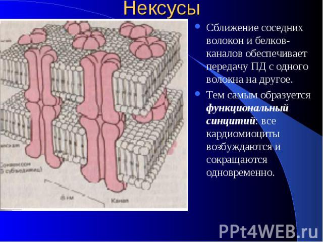 Нексусы Сближение соседних волокон и белков-каналов обеспечивает передачу ПД с одного волокна на другое. Тем самым образуется функциональный синцитий: все кардиомиоциты возбуждаются и сокращаются одновременно.