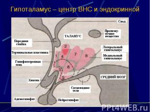 Гипоталамус – центр ВНС и эндокринной