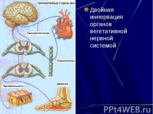 Двойная иннервация органов вегетативной нервной системой