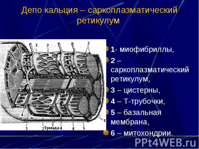 Депо кальция – саркоплазматический ретикулум 1- миофибриллы, 2 – саркоплазматический ретикулум, 3 – цистерны, 4 – Т-трубочки, 5 – базальная мембрана, 6 – митохондрии.
