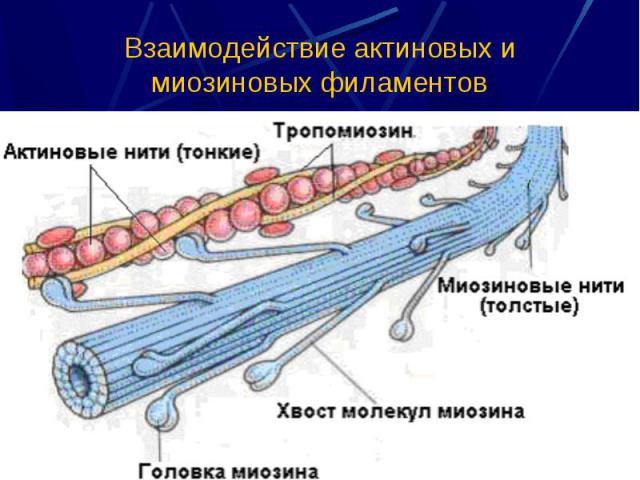 Взаимодействие актиновых и миозиновых филаментов