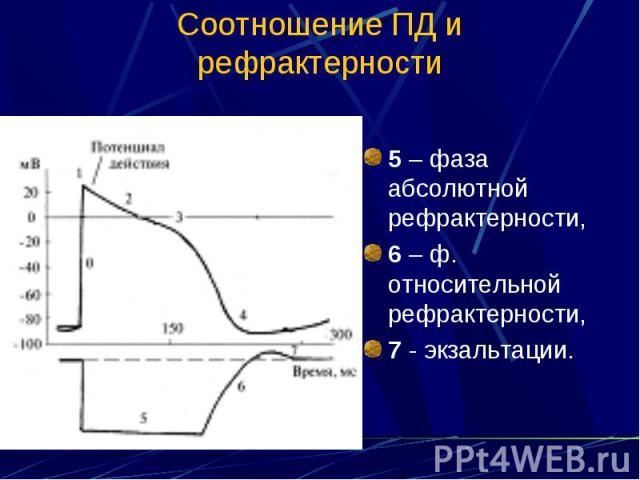 Соотношение ПД и рефрактерности 5 – фаза абсолютной рефрактерности, 6 – ф. относительной рефрактерности, 7 - экзальтации.