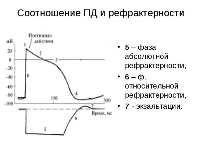 5 – фаза абсолютной рефрактерности, 5 – фаза абсолютной рефрактерности, 6 – ф. относительной рефрактерности, 7 - экзальтации.