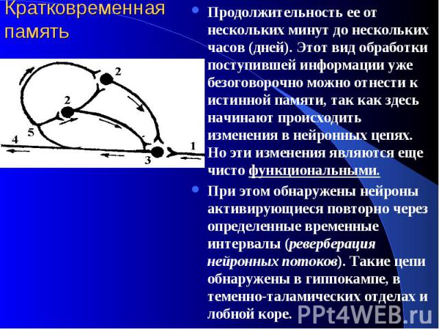 Кратковременная память Продолжительность ее от нескольких минут до нескольких часов (дней). Этот вид обработки поступившей информации уже безоговорочно можно отнести к истинной памяти, так как здесь начинают происходить изменения в нейронных цепях. …