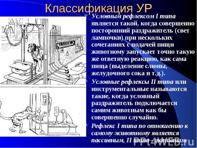 Классификация УР Условным рефлексом I типа является такой, когда совершенно посторонний раздражитель (свет лампочки) при нескольких сочетаниях с подачей пищи животному запускает точно такую же ответную реакцию, как сама пища (выделение слюны, желудо…