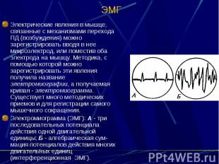 ЭМГ Электрические явления в мышце, связанные с механизмами перехода ПД (возбужде