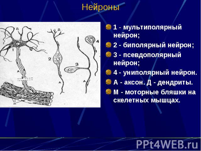 Нейроны 1 - мультиполярный нейрон; 2 - биполярный нейрон; 3 - псевдополярный нейрон; 4 - униполярный нейрон. А - аксон. Д - дендриты. М - моторные бляшки на скелетных мышцах.