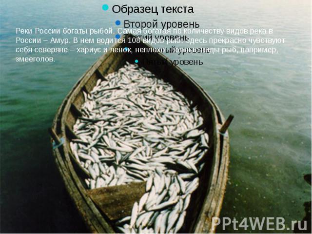 Реки России богаты рыбой. Самая богатая по количеству видов река в России – Амур. В нем водится 108 видов рыб. Здесь прекрасно чувствуют себя северяне – хариус и ленок, неплохо – южные виды рыб, например, змееголов.